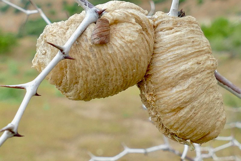 Praying Mantis, Praying Mantis eggs, Praying Mantis eggs ootheca